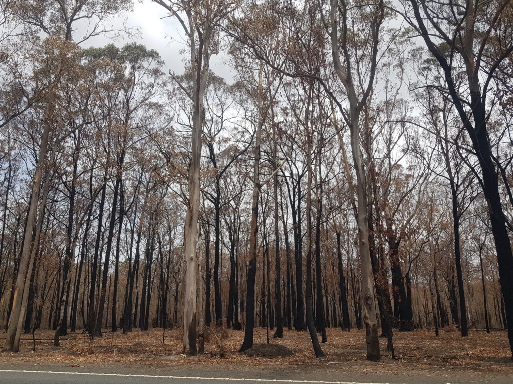 bush fire devastated trees .start of sustainable brand
