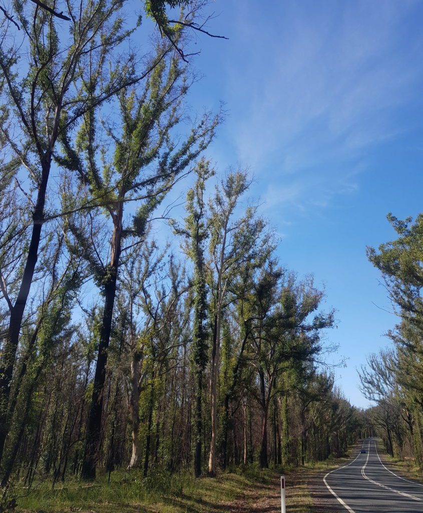 Trees recovering after bush fires. sustainable story